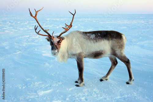 Fotografie Beautiful and noble deer of Santa Claus. Arctic tundra