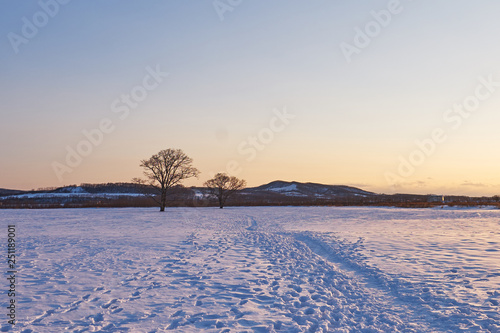 Beautiful Sunset scenic of Japanese Elm Tree at Toyokoro city near Tokachi river in winter at southeast of Obihiro city, Hokkaido, Japan. photo