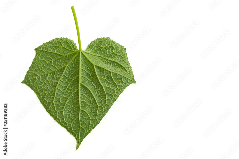 Fototapeta premium Cucumber leave on white background