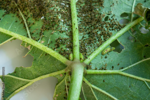 Pests, Cotton Aphid, Cotton Bollworm, Pseudococcidae and Thrips palmi karny on a okra leave photo