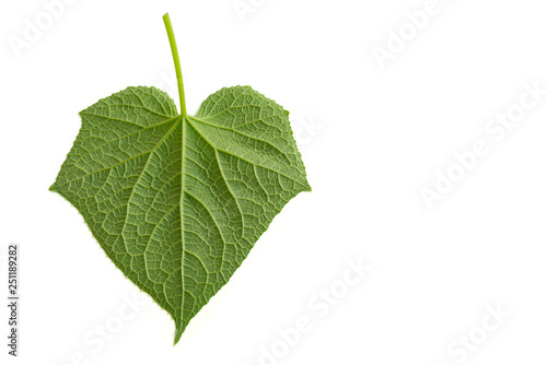 Cucumber leave on white background