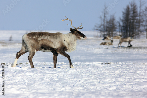 Calf deer, north pole