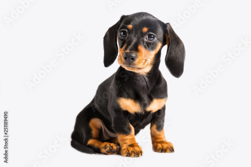 Dolly Dachshund © Sandy Knight