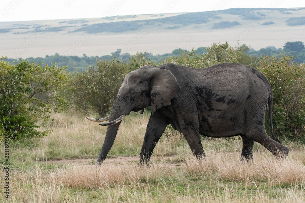 An elephant herd grazing in the grasslands of Masai Mara during a wildlife safari An elephant herd grazing in the grasslands of Masai Mara during a wildlife safari