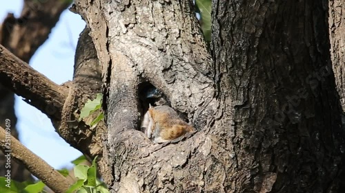 Barn owl baby bird in hole on tree. 