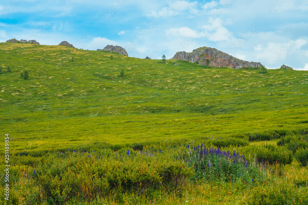 Obraz premium Blue flowers in bushes on mountainside before distant rock. Wonderful rocks on hill in sunny day. Rich vegetation of highlands. Amazing green mountain landscape of majestic nature. Colorful scenery.