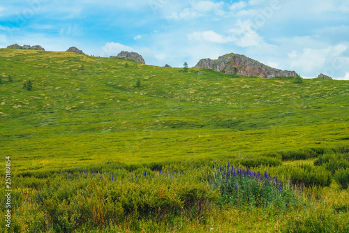 Blue flowers in bushes on mountainside before distant rock. Wonderful rocks on hill in sunny day. Rich vegetation of highlands. Amazing green mountain landscape of majestic nature. Colorful scenery.