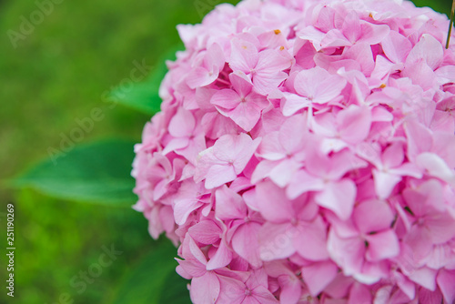 blooming pink hydrangeas flowers close up