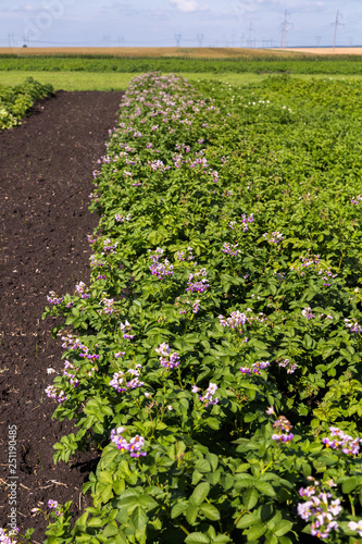 Field of flowering potato