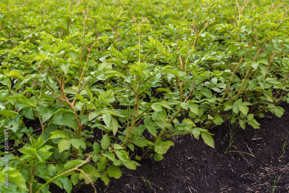 harvesting potatoes from soil harvesting potatoes from soil