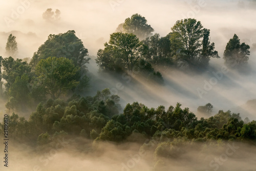 Alba sulla foresta con nebbia photo
