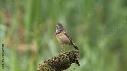 Bluethroat on branch with green background.