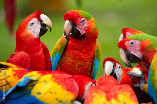 Group of wild Ara parrots, Ara macao and hybrids of Scarlet Macaw and Great green macaw, portrait photo of colorful amazonian parrots in a group, feeding on fruit. Costa rica © Martin Mecnarowski