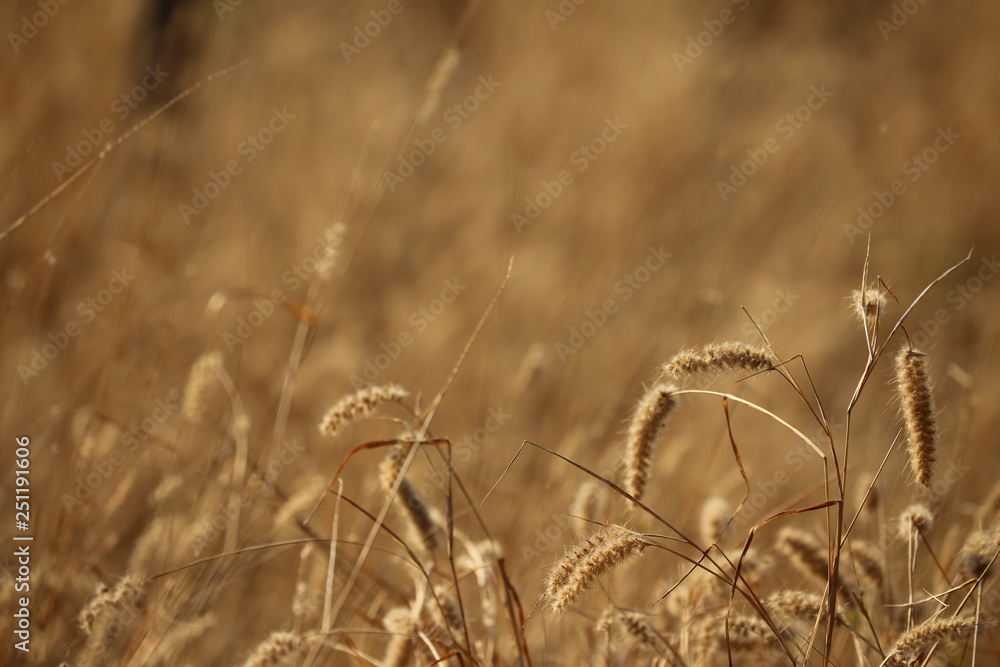 Fototapeta premium field of wheat