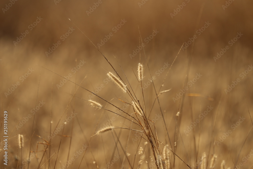 field of wheat field of wheat