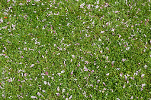 grüner Rasen mit rosa Kirschblütenblättern