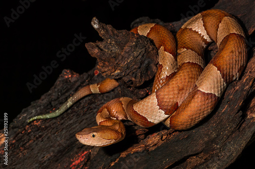 Copperhead, snake- agkistrodon contortrix, A North American Venomous Snake