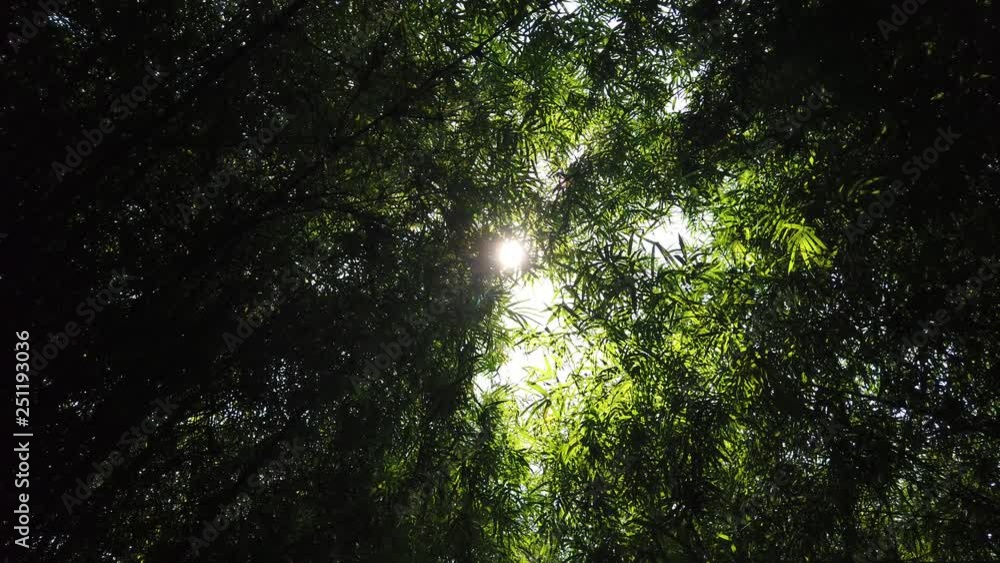 Bamboo forest with sunlight passing through leaves - gimbal shot Bamboo forest with sunlight passing through leaves - gimbal shot