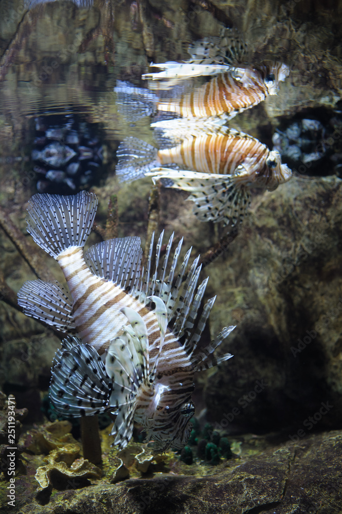 Common lionfish swimming Common lionfish swimming