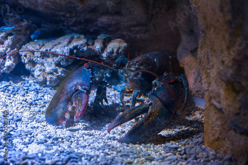 Big lobster under water