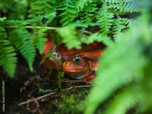 Red frog in grass