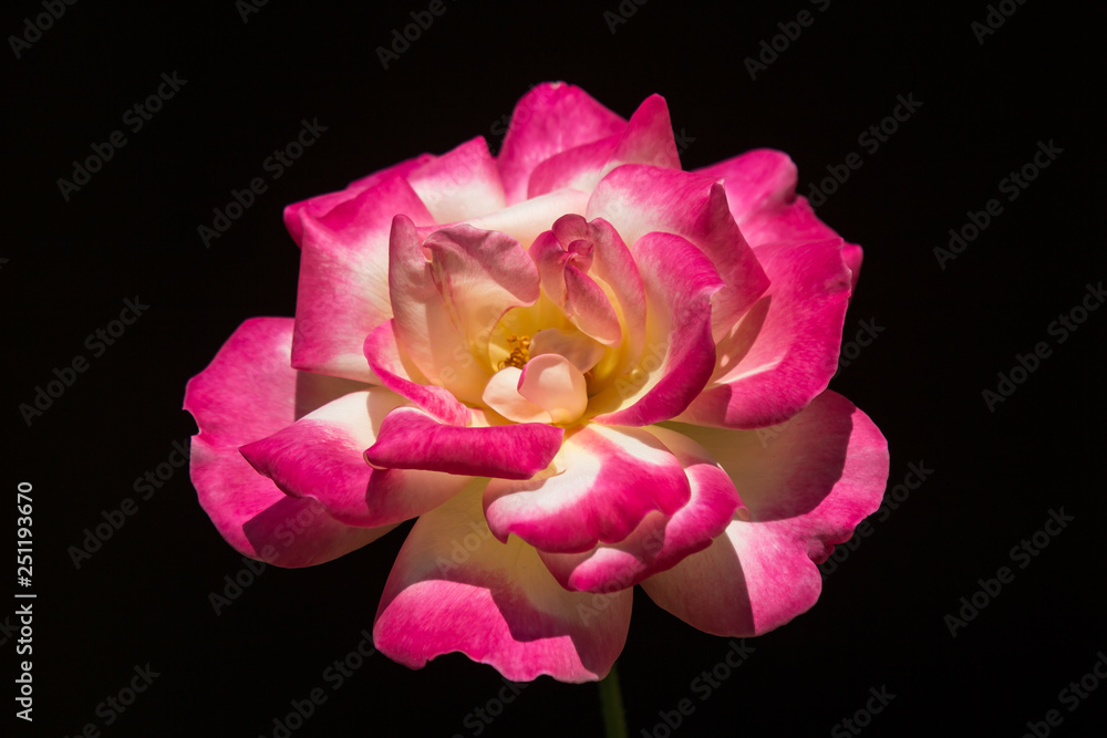 Pink rose flower in dark background Pink rose flower in dark background