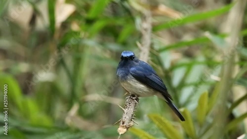 Hainan Blue Flycatcher on palm branch.