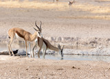 Two springboks in namibian savannah