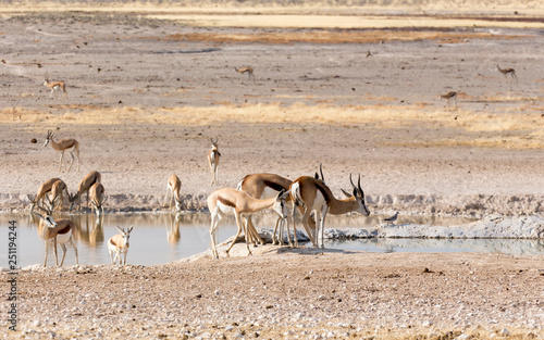 Group of springboks in namibian savannah