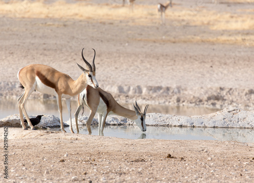 Two springboks in namibian savannah