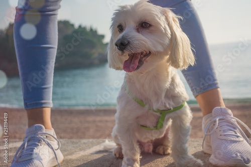 dog on the beach. White Maltese Dog Closeup. Happy dog Looking in Camera  Domestic, pedigreed,