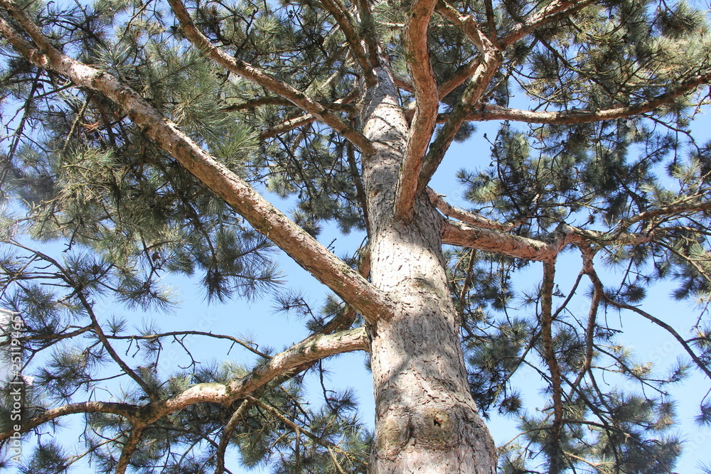 Obraz premium Baum