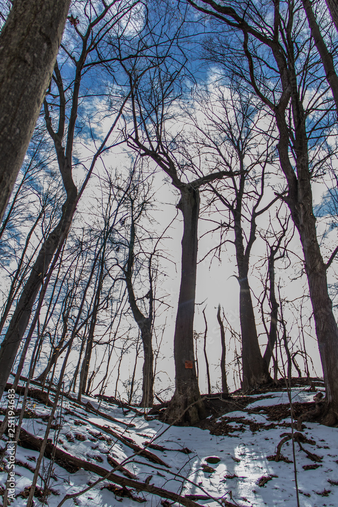 Fototapeta premium winter sky ELP