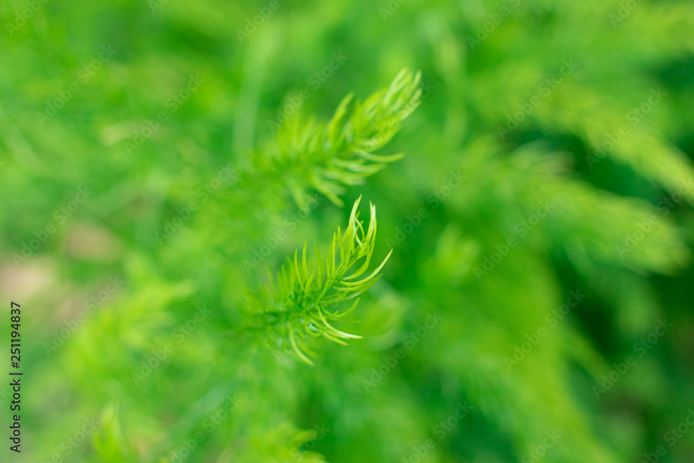 Close up Treetops green Background for text Close up Treetops green Background for text