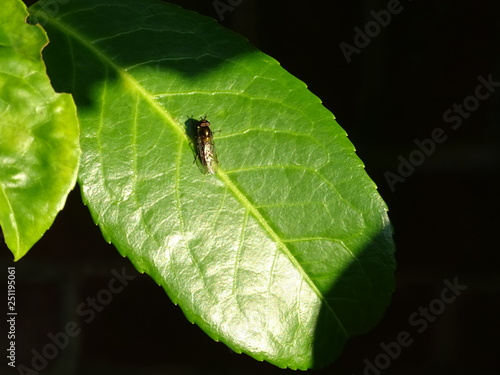 fly sitting on a green leaf