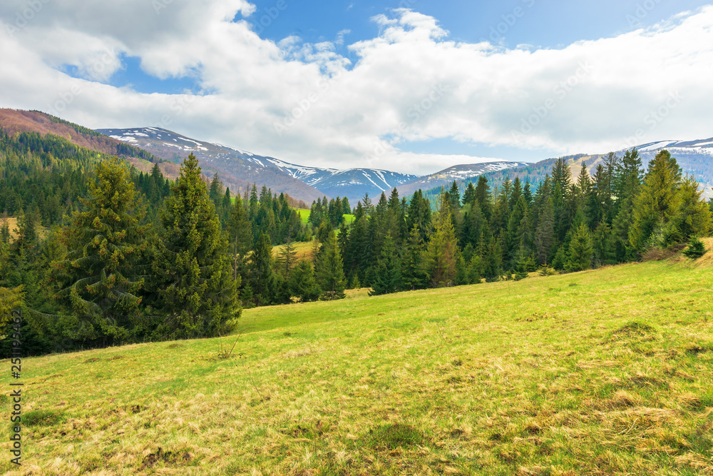 springtime landscape in mountains. coniferous forest on the grassy slope. distant ridge with spots of snow. cloudy afternoon weather