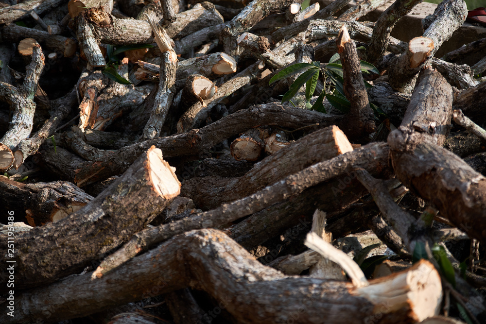 a picture of a sawn tree dumped on the ground in the form of chumps. the concept of protection of wildlife and plants from cutting down and destruction a picture of a sawn tree dumped on the ground in the form of chumps. the concept of protection of wildlife and plants from cutting down and destruction