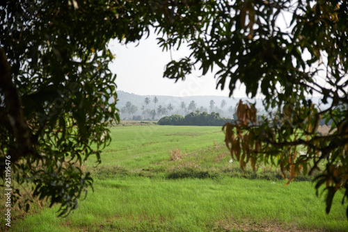 landscape picture of green meadows on the background of trees and tropical palms. the concept of natural beauty © EverGrump
