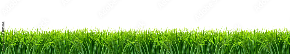 Fototapeta premium Trawa panorama z białym tłem