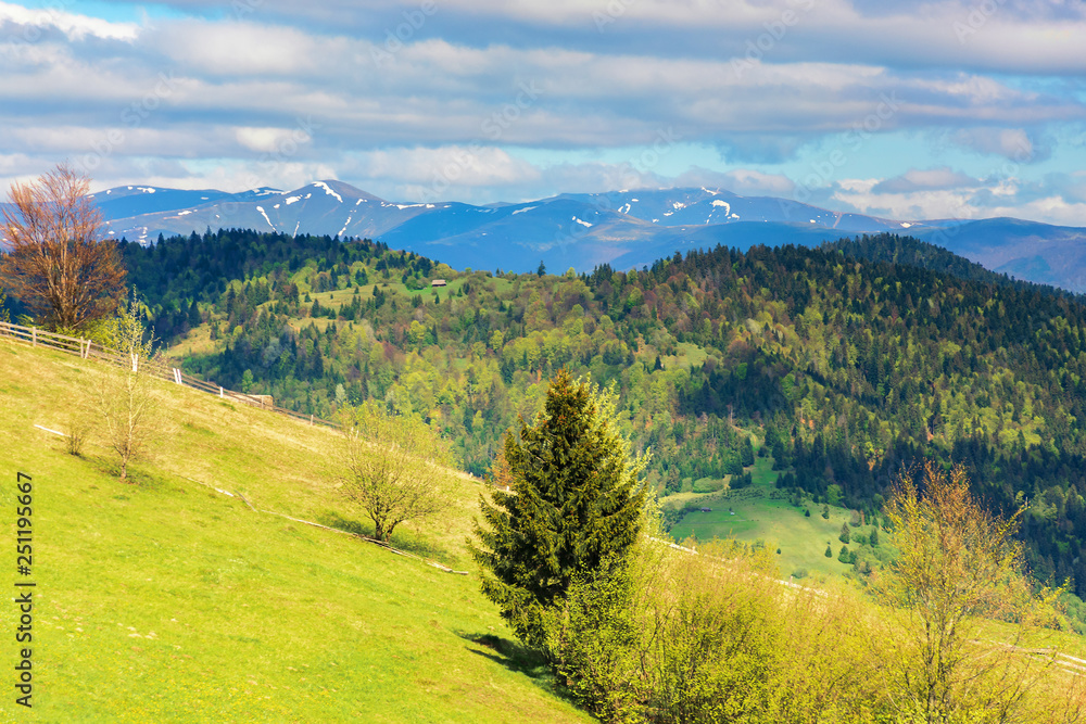 Obraz premium trees on the grassy hill in mountains. distant ridge with snowy tops. beautiful countryside scenery in springtime. wonderful sunny weather with cloudy sky