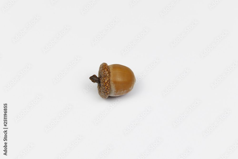 acorn isolated on white background acorn isolated on white background