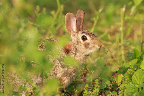 Rabbit in Texas Ranch