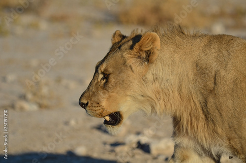 Etosha 2018_4