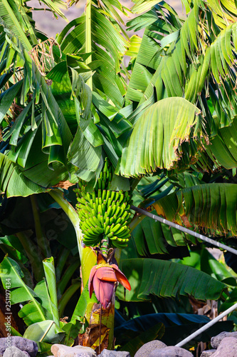 Auf La Palma wachsen die leckeren kanarischen Bananen