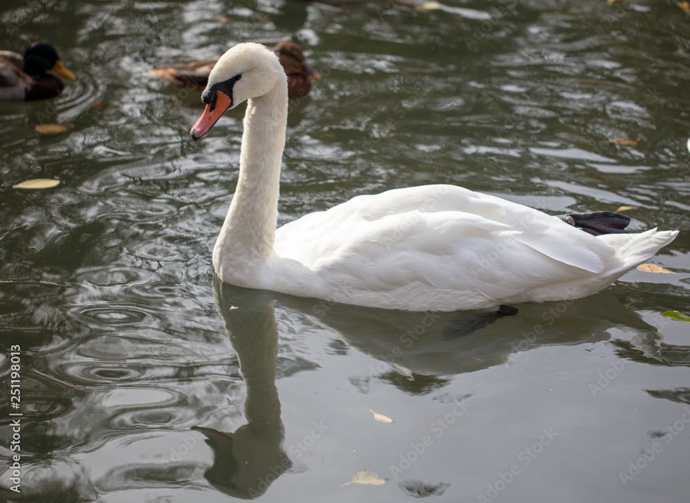 Naklejka premium White swan swims in a pond in autumn
