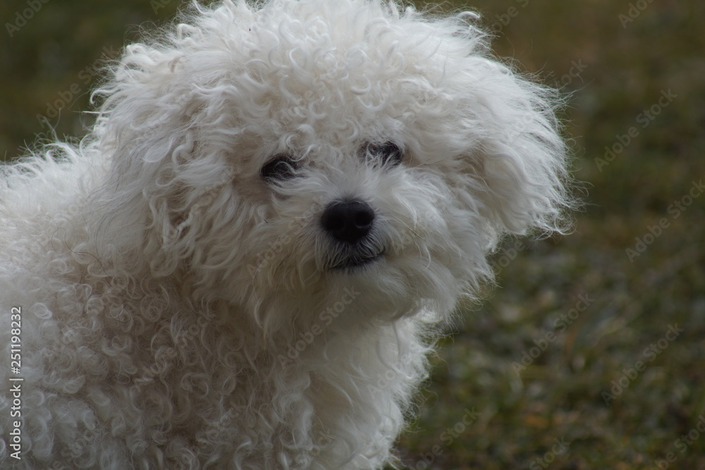 hund, haustier, tier, weiß, hübsch, portrait, flaumig, süss, säugetier, einheimisch, haar, gering, reinrassig, gewellt, komisch, freund, Bologneser, buddy hund, haustier, tier, weiß, hübsch, portrait, flaumig, süss, säugetier, einheimisch, haar, gering, reinrassig, gewellt, komisch, freund, Bologneser, buddy