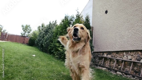 Adult golden retriever dog running and jumping to the camera. Dog following a camera, sitting on the grass and posing. Crazy and breathless golden retriever is playing in the garden on sunny day.