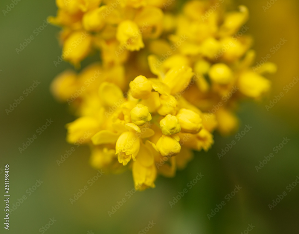 Beautiful yellow flowers in nature Beautiful yellow flowers in nature