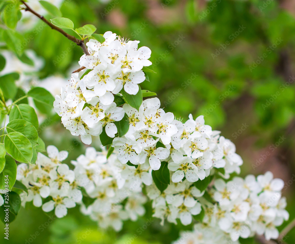 Flowers on pear branches in spring Flowers on pear branches in spring