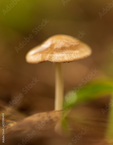 Inedible mushroom in the forest